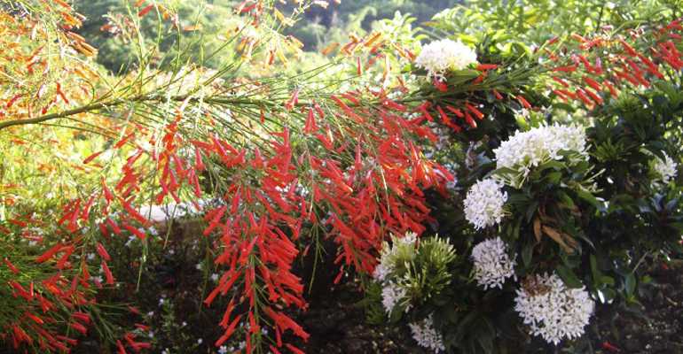 Beauty in many forms