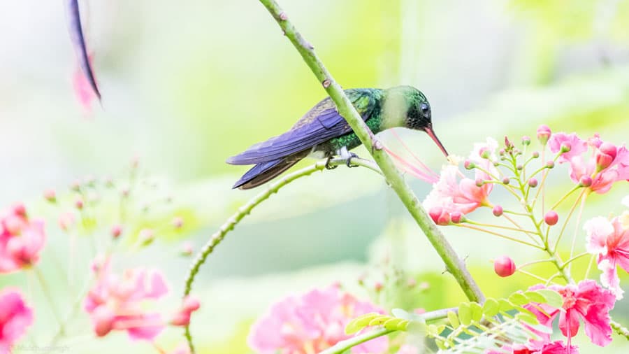 Copper-rumped hummingbird