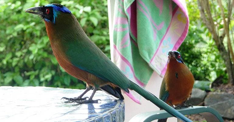 Present in all shapes, sizes and colours
